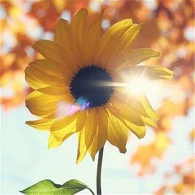 开元棋脾官方网站